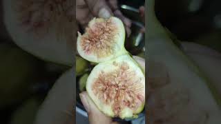 Figs  anjeer fruit cutting figs fruitcutting trending [upl. by Woermer]