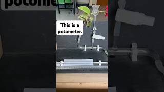 Potometer  Rates of Transpiration biology [upl. by Aisak]