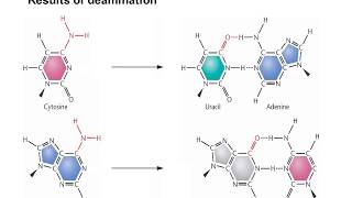 Molecular mechanism of spontaneous mutations [upl. by Mischa]