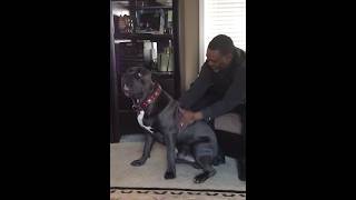 Overly excited Cane Corso Mastiff canecorso funny ytshort dogbreed mastiff furbuddies woof [upl. by Neeka337]