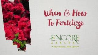 When And How to Fertilize Your Encore Azalea Plants [upl. by Golden]