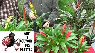 Conseils jardinage Vriesea Entretien et arrosage Plante verte d’intérieur [upl. by Anitnuahs]