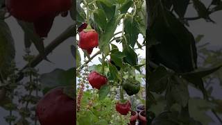 Poblano peppers youtubeshorts short farming food home viral kitchen diy [upl. by Horner534]