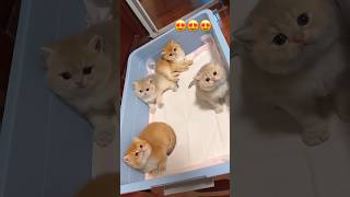 Cute Kittens 🐱💕 cute kitten viral shorts [upl. by Nosirb]