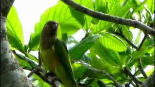 Aratinga pertinax  Brownthroated Parakeet  St Thomas Conure [upl. by Akiemat]