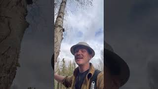 Why do lumberjacks wear hard hats [upl. by Breed]