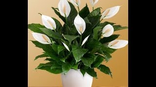 Caring and growing peace lily home indoor plant Spathiphyllum [upl. by Uhile259]