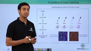 Class 11th – Kingdom Monera  Structure of Bacterial Cell  Tutorials Point [upl. by Ailemor]