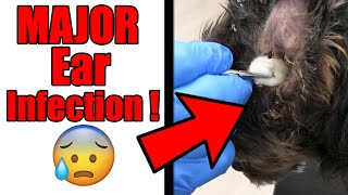 Infected Dog Ear Cleaning  Yorkie Grooming Tutorial [upl. by Shirlene498]