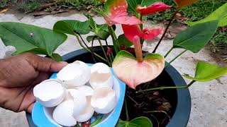 Anthurium Plant Care [upl. by Rodolfo511]