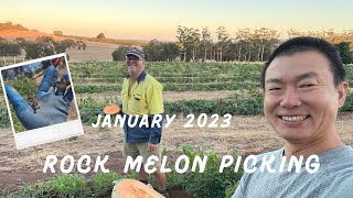 2023 Rock Melon Picking 澳洲採哈蜜瓜 [upl. by Haleemak]