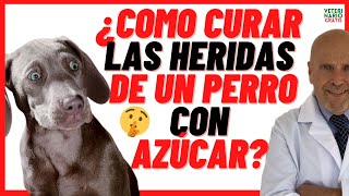 ✅ ¿CÓMO CURAR y CICATRIZAR HERIDAS INFECTADAS y ABSCESOS EN LA PIEL DE UN PERRO CON AZÚCAR ✅ [upl. by Macri681]