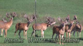 Pierce Whitetails Farms Trophy Bucks  2009 Part 1 [upl. by Natal]