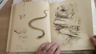 Nature Books by Edith Holden [upl. by Sheeb]