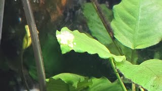 Corys laying eggs [upl. by Beitris]