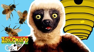 Zoboomafoo with the Kratt Brothers BUZZY BEES  Full Episodes Compilation [upl. by Arber173]