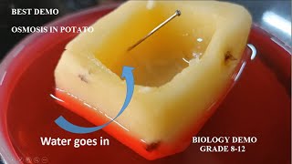 BIOLOGY DEMO  OSMOSIS IN POTATO  STD 812 [upl. by Cooley]