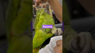 parrot amazonparrot funnyanimal raisona orangewingedamazonparrots funny [upl. by Avigdor]