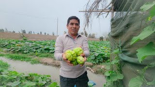 COSECHANDO ESTE SUPER ALIMENTO CAIGUA CHILENA O CALABACILLAVictorSolis 👨‍🌾🔝✅️🇵🇪🥗🍲 [upl. by Neo]