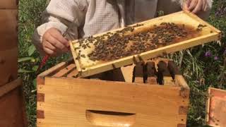 Beekeeping struggling hive rearranged to help new queen lay 1 of 2 [upl. by Ynar193]