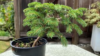 Dwarf Norway Spruce Picea Abies Echiniformis New [upl. by Dominy]