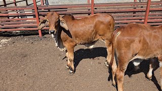 VISITANDO rancho BRAHMAN gris y rojo en Zapotán NAYARIT [upl. by Frohman]