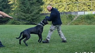 DAG  THE 120 lbs BANDOG PROTECTION WORK TRAINING [upl. by Aysan]