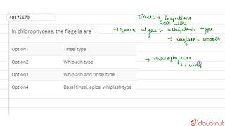 In chlorophyceae the flagella are [upl. by Adriano]