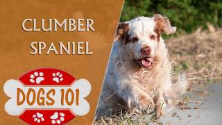 Dogs 101  CLUMBER SPANIEL  Top Dog Facts About the Clumber Spaniel [upl. by Octavla535]