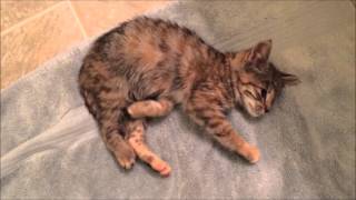 Kitten Rescue Cerebellar Hypoplasia [upl. by Franchot]