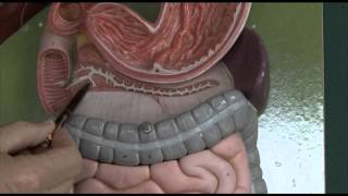 Anatomy 6 Gastrointestinal tract [upl. by Karie]