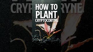 How to Plant Cryptocoryne  Cryptocoryne  cryptocoryne flamingo [upl. by Boorman]