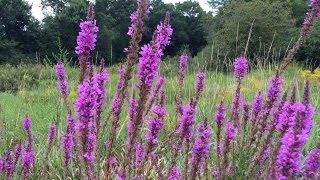 Plants To Know Purple Loosestrife [upl. by Airitak]