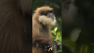 Purplefaced Langur [upl. by Clovah704]