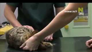 Viasat Nature Eastern Europe  Animal 247  promo [upl. by Budding]