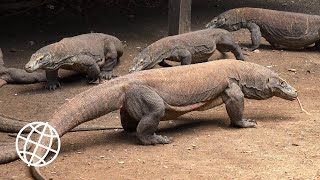 Komodo National Park Indonesia Amazing Places 4K [upl. by Nertie865]