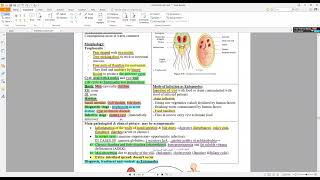 13 Giardia lamblia [upl. by Shurwood]