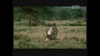 Gazelle kills cheetah [upl. by Zales]