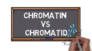 Chromatin Vs Chromatid  What is the Difference  Pocket Bio [upl. by Suu144]