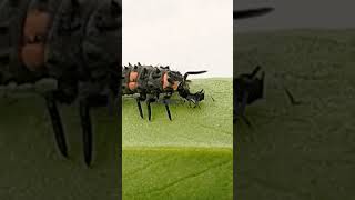 Ladybird larva eating aphids [upl. by Ajnotal161]