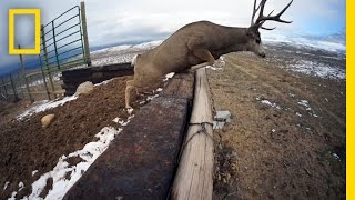 A Deer Migration You Have to See to Believe  National Geographic [upl. by Ecnerol774]