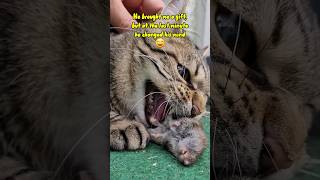 Cat growling and hissing cat catvideos catshorts [upl. by Colan]