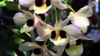 Orchid show in Washington DC [upl. by Yaakov657]