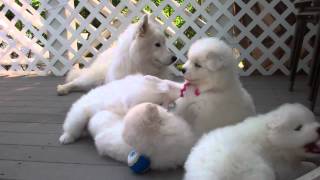 Samoyed puppies 37 Days old  quotmannersquot [upl. by Releyks844]