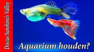 Waarom mijn hobby aquarium houden is  Aquarium Sunshine Valley [upl. by Noletta]