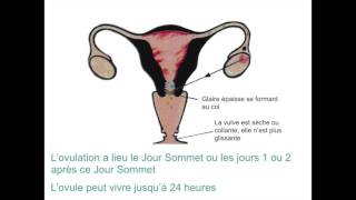 La méthode de lovulation Billings Vidéo formation [upl. by Efeek]