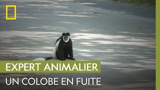 Cette femelle colobe guéréza séchappe de sa caisse de transport  UNE SAISON AU ZOO [upl. by Andriette]