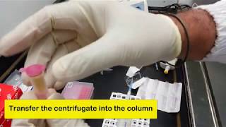 Plant RNA Extraction with Qiagen RNEasy Kit and Subtitles [upl. by Tiduj]