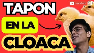 😱 Porque ocurre el tapon cloacal a los Pollos de Engorde 🧐 [upl. by Sarge]