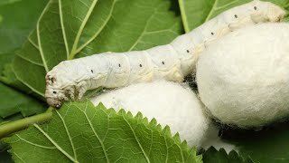 Silk worm farming in India  How your silk is made  How silkworm make silk Lifecycle of silk moth [upl. by Firooc]